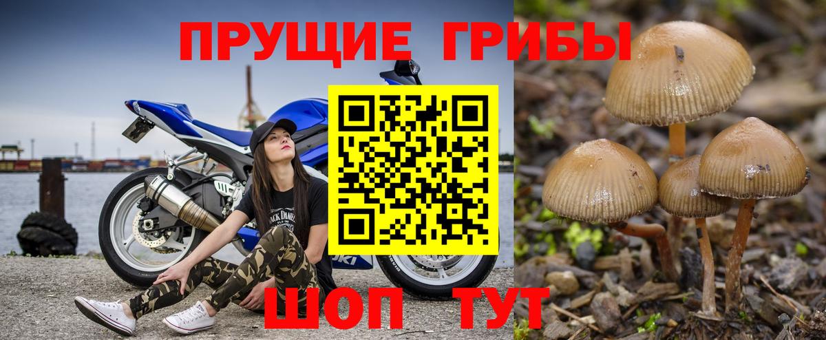 закладки  Вход с VPN  Шали  Псилоцибиновые грибы прущие грибы 